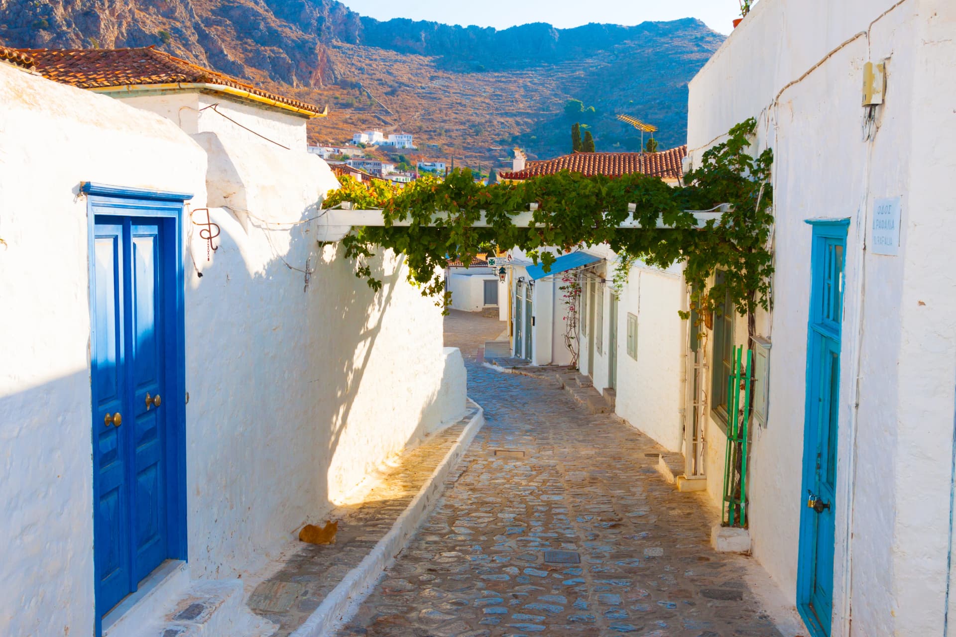 View of grapes in Hydra island Saronikos gulf Greece